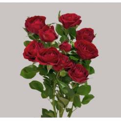 Ramificada Pushkin 60cm (7 Dias - 2�)