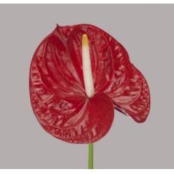 Anthurium Hol. Rambla Rj. �13  "CC12" (7 Dias - 2�)