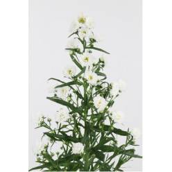 Aster Hol. Cassy 75cm 20gr "T25" (7 Dias - 2�)