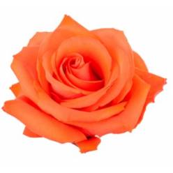 Rosa Col. Alive 60cm Nj.