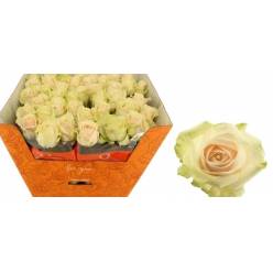 Rosa Hol. Lovely Avalanche+ 50cm B1