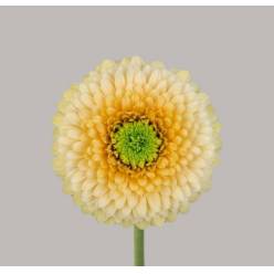 Gerbera Mini Hol. Pomponi Saturnsatu "T20"