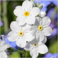 Myosotis White Memory 40cm