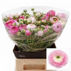 Ranunculos Hol. Porcelaine 45cm 30gr