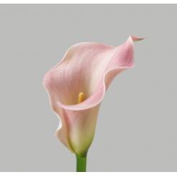 Calla Captain Marrero 50cm Rs.