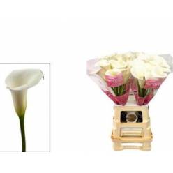 Calla Pure Art 50cm