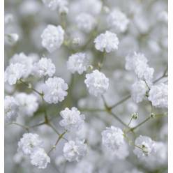 Paniculata Col. Cosmic  "T12"