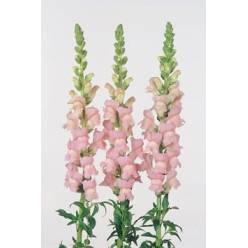Antirrhinum Italia Light Pink 70cm