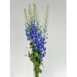 Delphinium Italia Azul 120cm