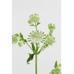 Astrantia Italia Shaggy 60cm "T30"