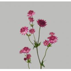 Astrantia Italia Star Of Love 60cm "T30"
