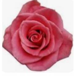 Rosa Ecu. Antique Explorer 70cm Rs.