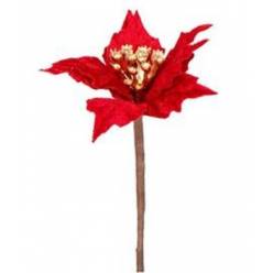 Pick Poinsettia 10cm "T12"