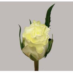 Rosa Hol. Matchpoint 60cm Bl.