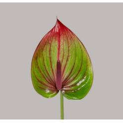 Anthurium Hol. Barika �13  "CC12"