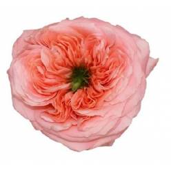 Rosa Col. Mandarin Xpression 50cm