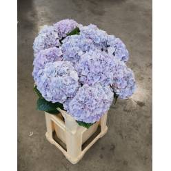 Hortensia Hol. My Minerva 65cm �20/23 Malva