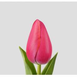 Tulipan Frances Swarovski 45cm Rs.