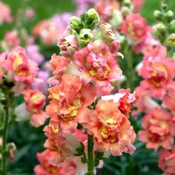 Antirrhinum Hol. Madame Butterfly Bronze White
