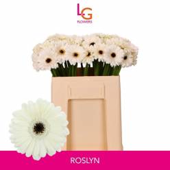 Gerbera Mini Hol. Roslyn Bl. "T20"
