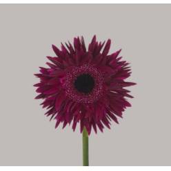 Gerbera Mini Hol. Gerspider Punki Isra "T20"