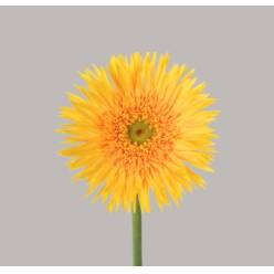 Gerbera Mini Hol. Gerspider Punki Reya "T20"