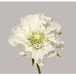Scabiosa Annabelle 70cm Bl.