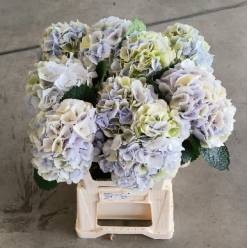 Hortensia Hol. My Pinktou 60cm �18/20 Cl.