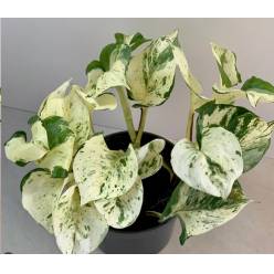 P. Pothos Happy Leaf 12/20cm x6