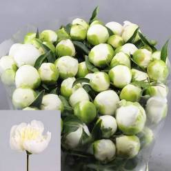 Peonia Italia Duchesse Nemo 55cm