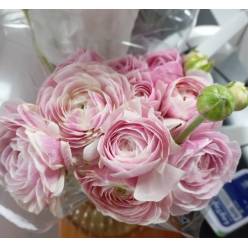 Ranunculos Ecu. Porcelain Amandine 40cm