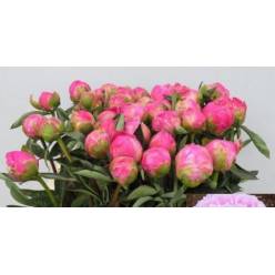 Peonia Nac. Jacorma 55cm Fuc.