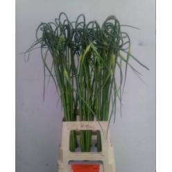 Allium Sat Ophiosco 80cm