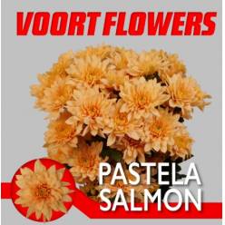 Margarita Hol. Pastela Salmon 80gr