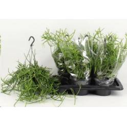 P. Rhipsalis Heteroclada  17/35cm x6