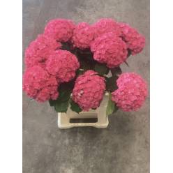 Hortensia Hol. Roy Anasta Rosa 60cm �16/18