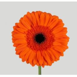 Gerbera Hol. Capella "T25" (7 Dias - 2�)