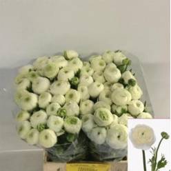 Ranunculos Hol. Elegance White 45cm 48gr