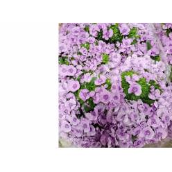 Dianthus Barbatus Italia Lilac 60cm "T50"
