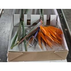 Strelitzia 75cm "CC6"