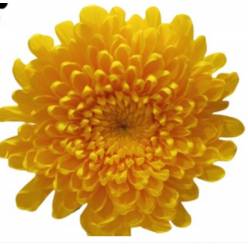 Uniflor Ecu. Yolk