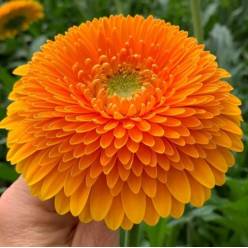 Gerbera Hol. Gerponi Big Orange "T25"