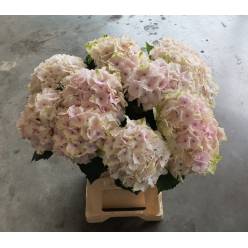 Hortensia Hol. Mag. Emerald 65cm �18/20
