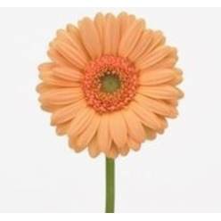 Gerbera Mini Hol. Judo "T20"