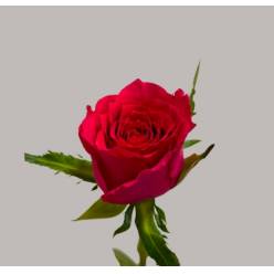 Rosa Hol. Xenon 60cm Fux.
