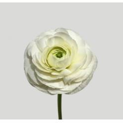 Ranunculos Hol. Elegance White 45cm 40gr