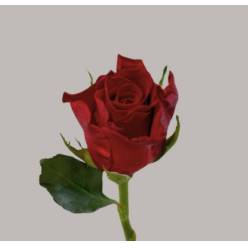Rosa Hol. Red Tacazzi+ 60cm