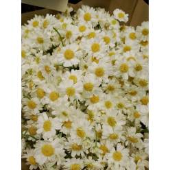 Tanacetum Saphira Manzanilla 65cm 700gr "T25"