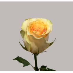 Rosa Hol. Imani 70cm