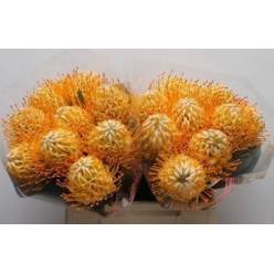 Protea Nutans Goldie 35cm
